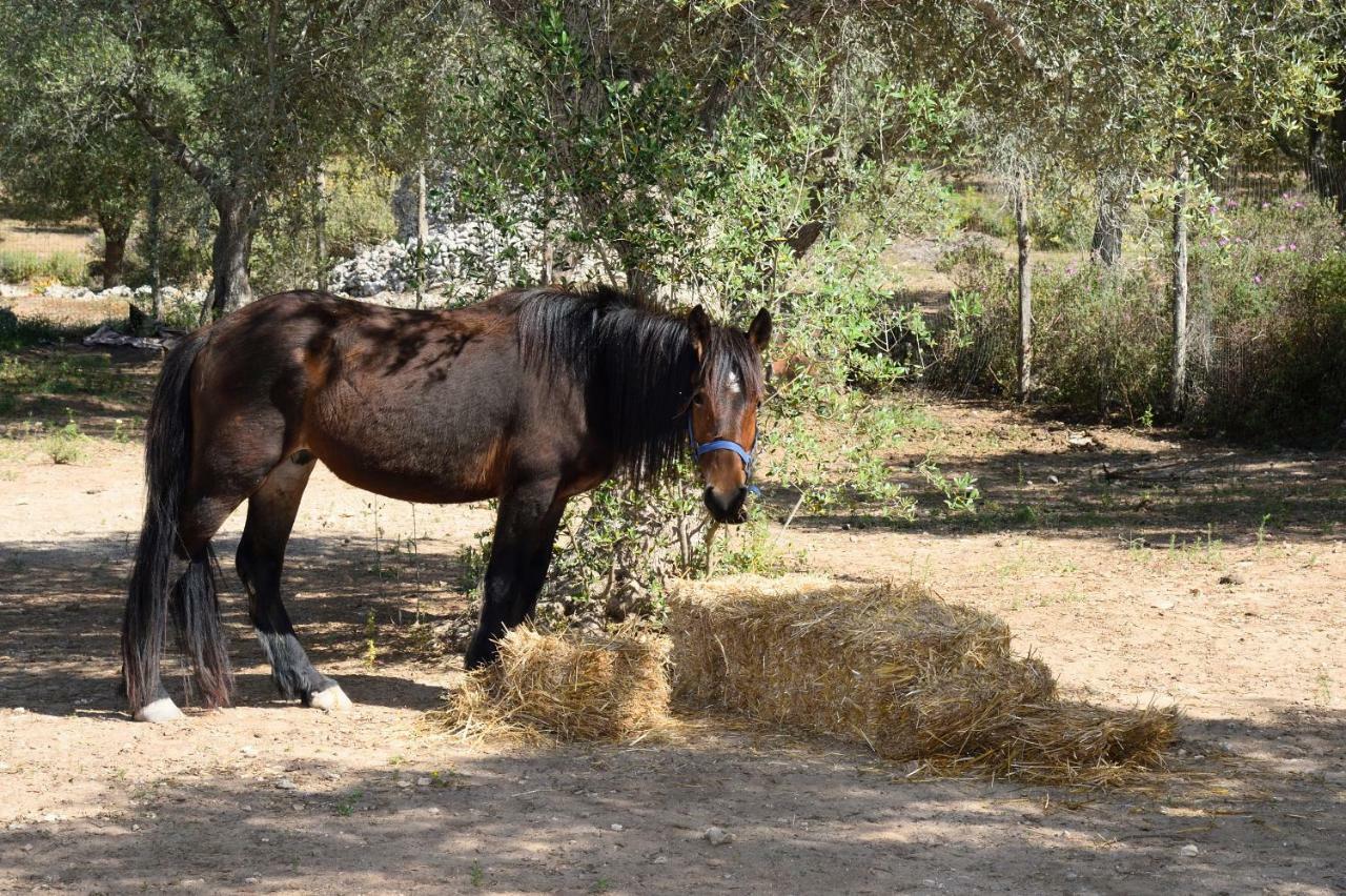 Le Palombelle Casa Vacanze Otranto Bagian luar foto